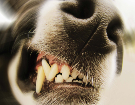 Museau et bouche d'un chien montrant les dents.