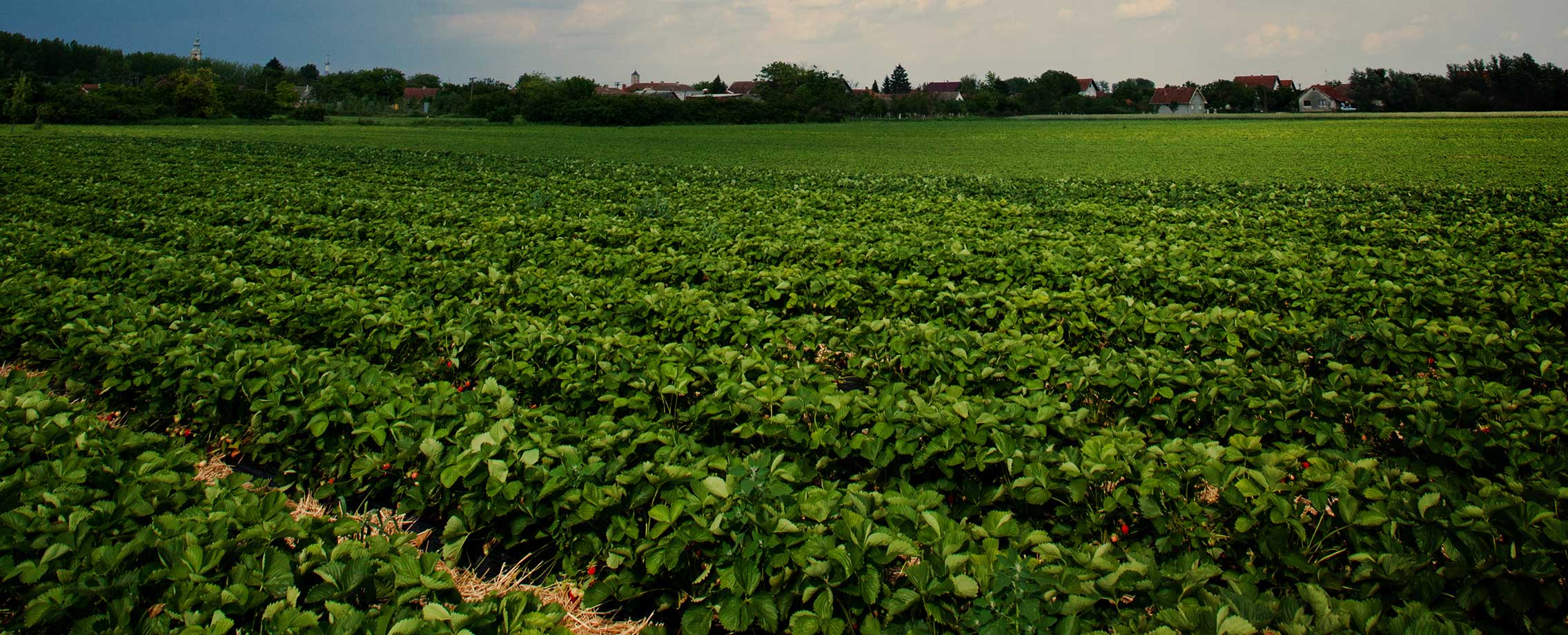 Pesticides